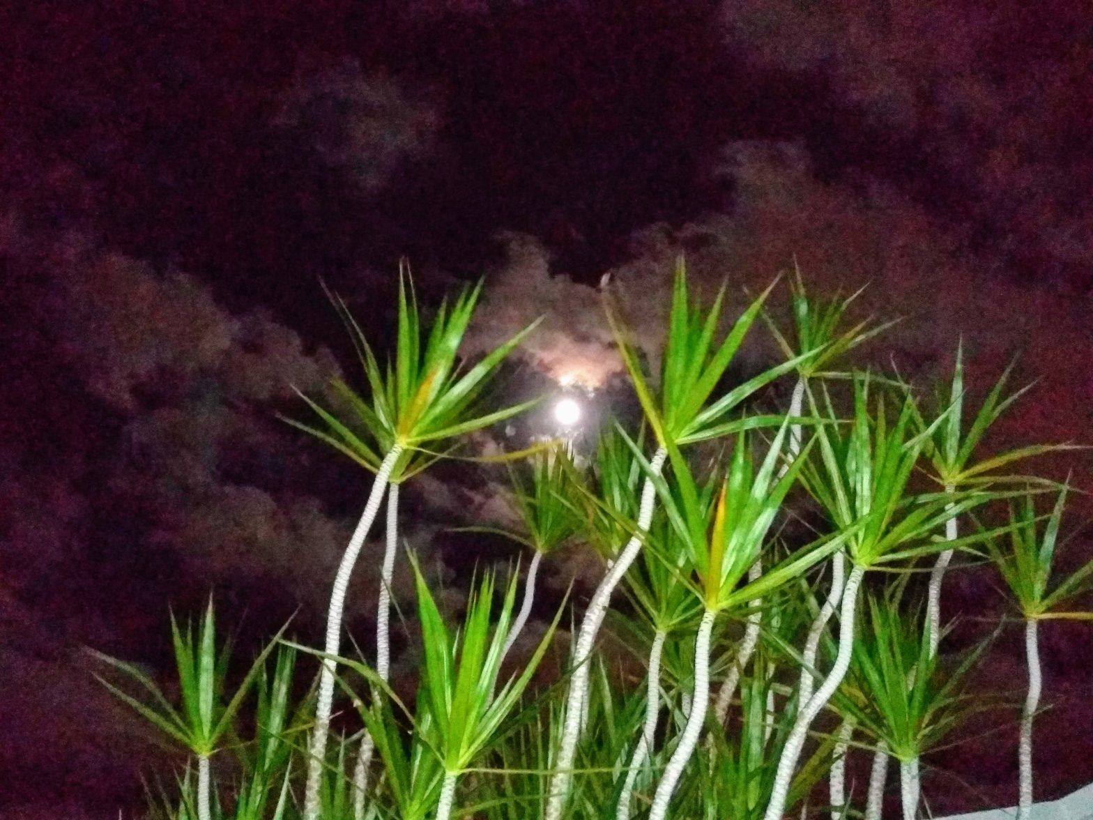 Moon through the bushes